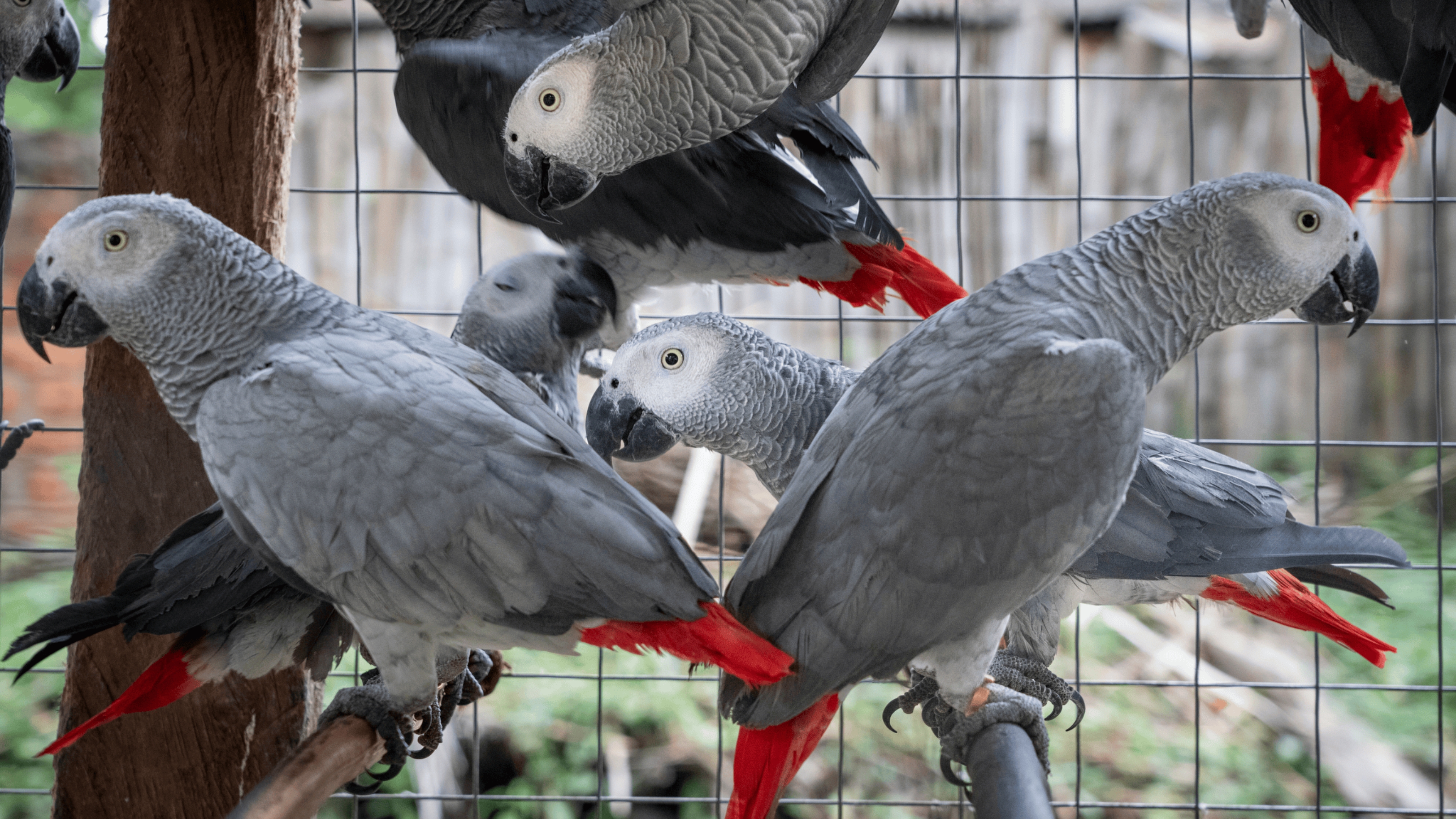 African Grey Parrots article