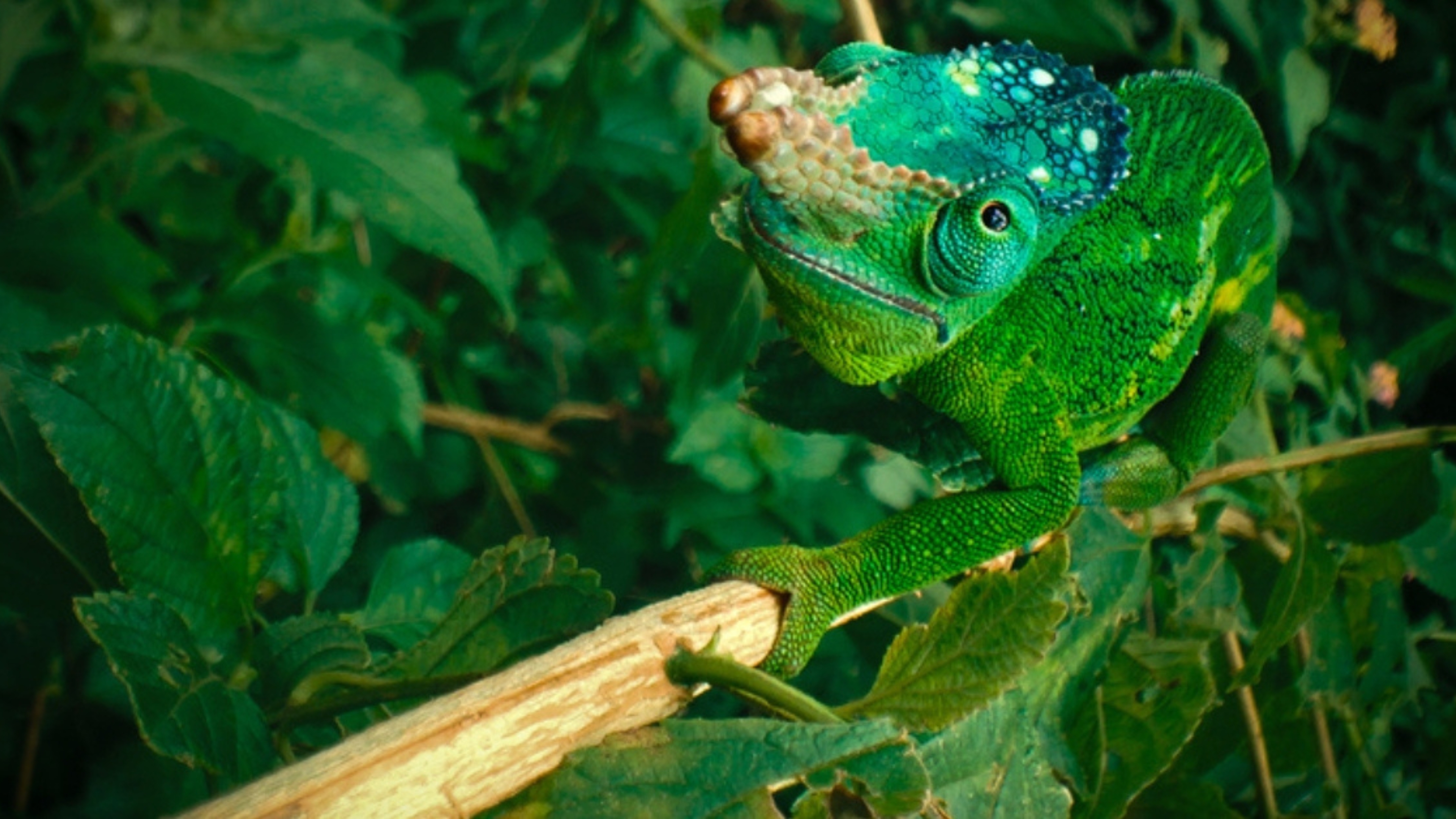 Chameleon Corridors press release