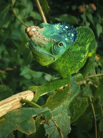 Jackson Wild and Earth Alliance press release